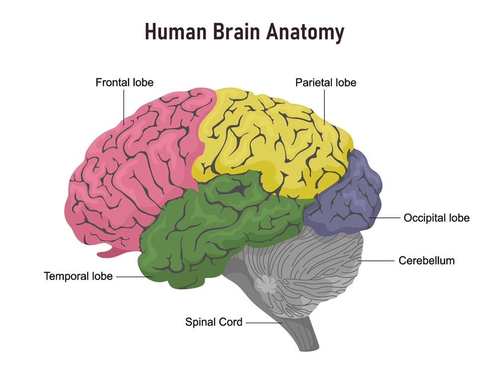 Human Brain