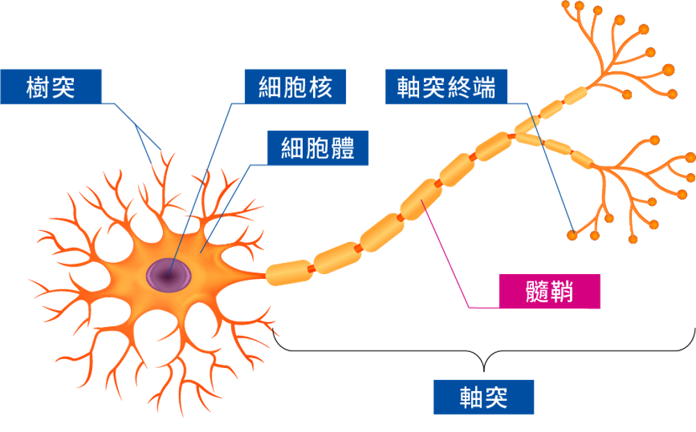 Neuron