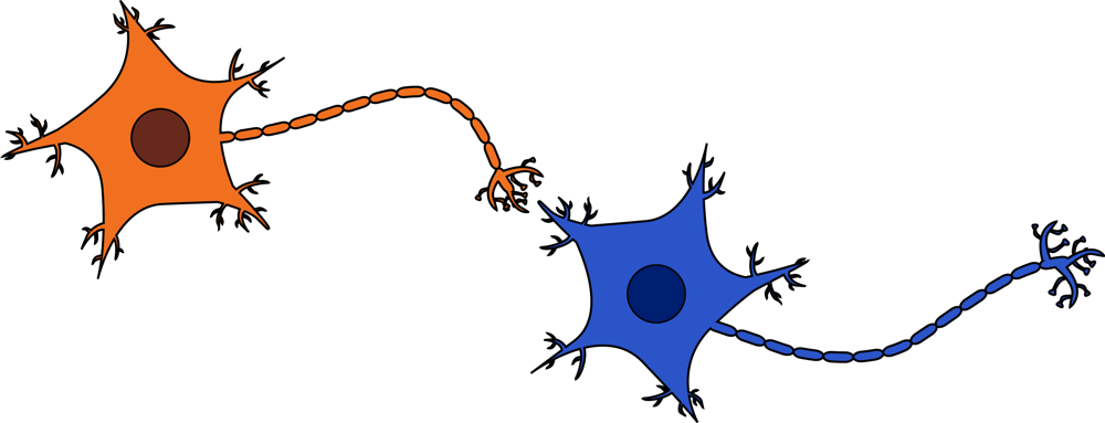 Neurons Connected